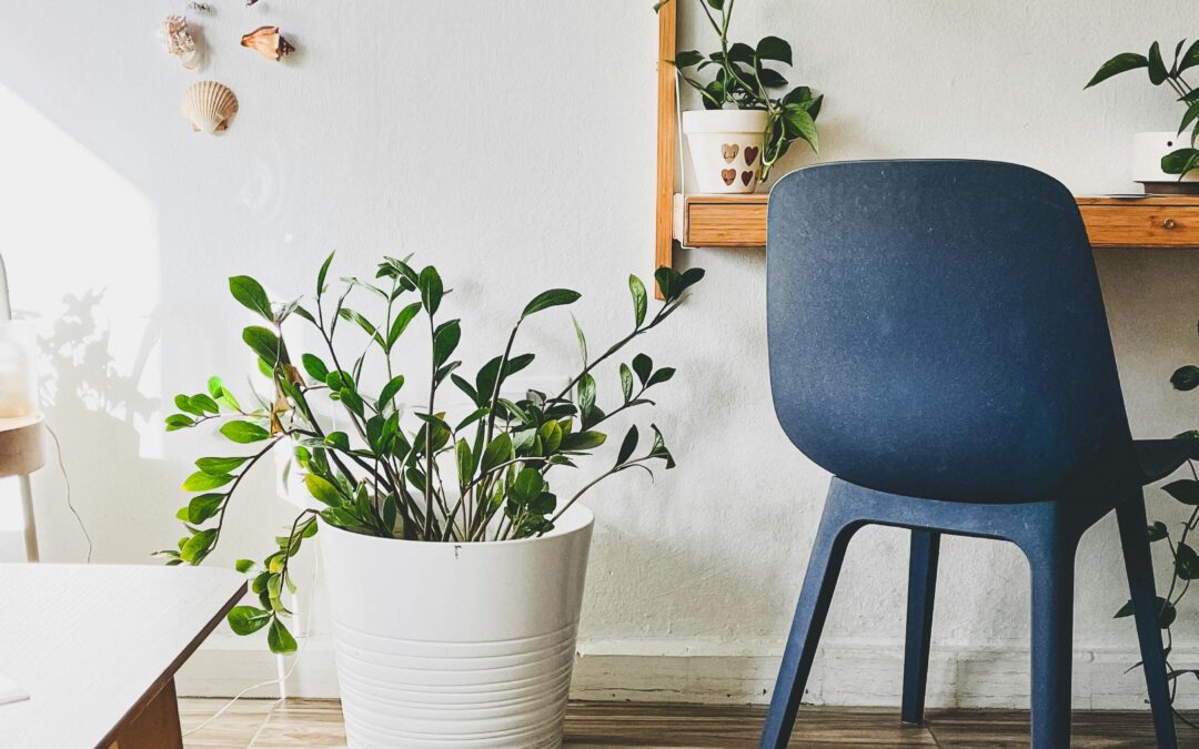 Rug Care Through the Seasons: A San Francisco Owner’s Guide