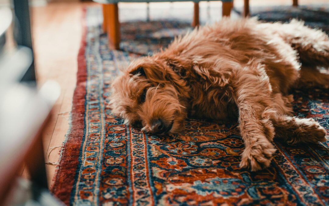 The Pet Owner’s Guide to Oriental Rug Care