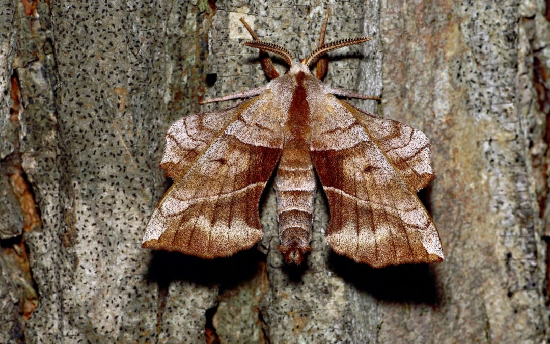 Moth Prevention for Oriental Rugs: The Complete Guide 